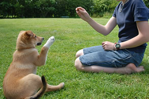 Veterinario per Cani